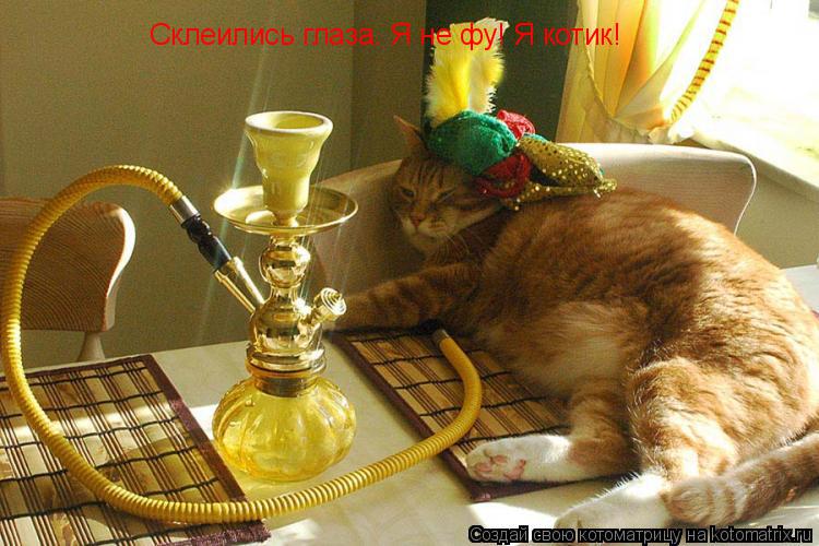 Склеились глаза. Я не фу! Я котик!... Котоматрица: Склеились глаза. Я не фу! Я котик!