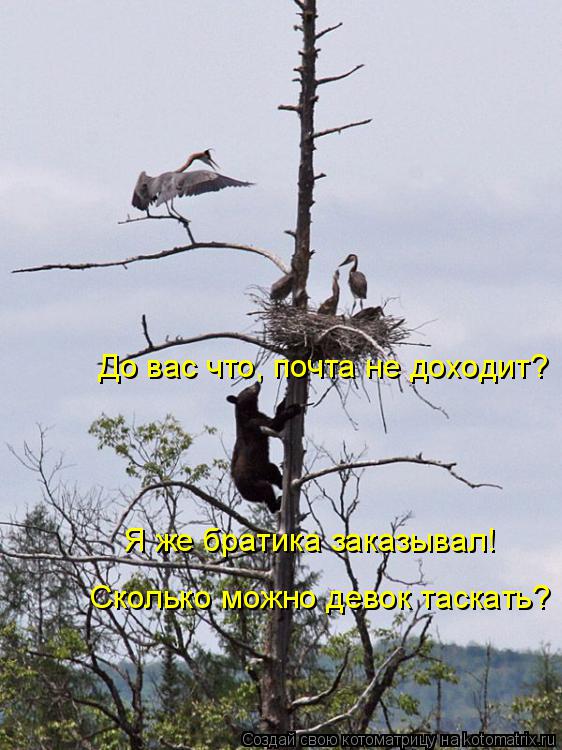 Котоматрица: До вас что, почта не доходит? Я же братика заказывал! Сколько можно девок таскать?