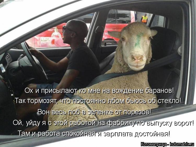 Котоматрица: Ох и присылают ко мне на вождение баранов! Так тормозят, что постоянно лбом бьюсь об стекло! Вон весь лоб в зеленке от порезов! Ой, уйду я с эт