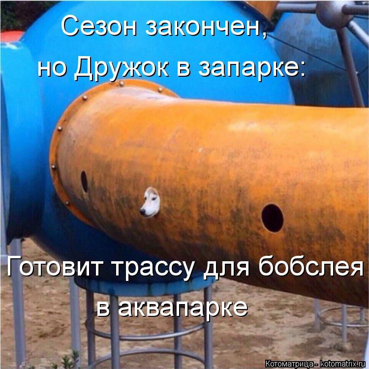 Котоматрица: Сезон закончен, Готовит трассу для бобслея в аквапарке но Дружок в запарке: