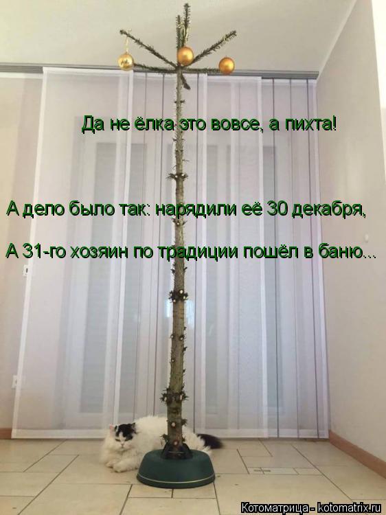 Котоматрица: Да не ёлка это вовсе, а пихта! А дело было так: нарядили её 30 декабря, А 31-го хозяин по традиции пошёл в баню...