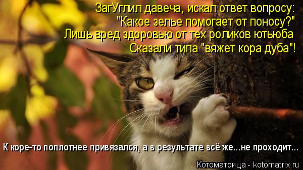 Котоматрица: ЗагУглил давеча, искал ответ вопросу: Лишь вред здоровью от тех роликов ютьюба "Какое зелье помогает от поносу?" Сказали типа "вяжет кора дуб
