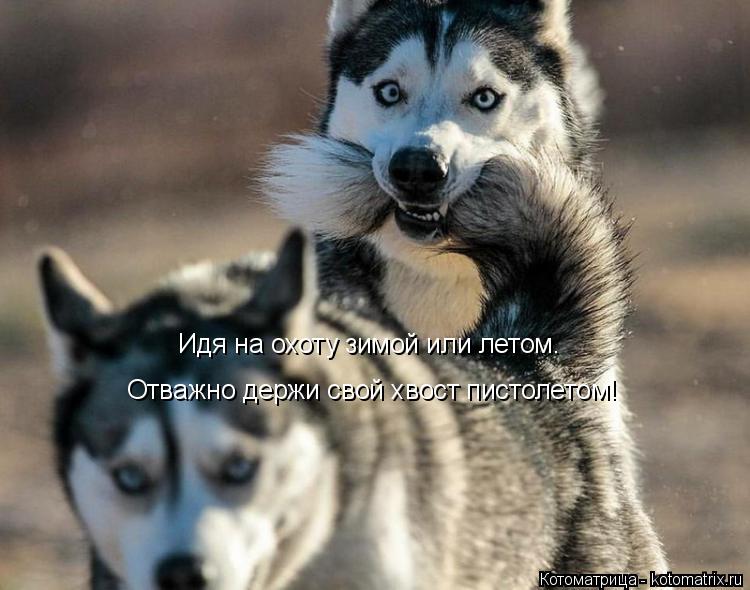 Котоматрица: Отважно держи свой хвост пистолетом! Идя на охоту зимой или летом.