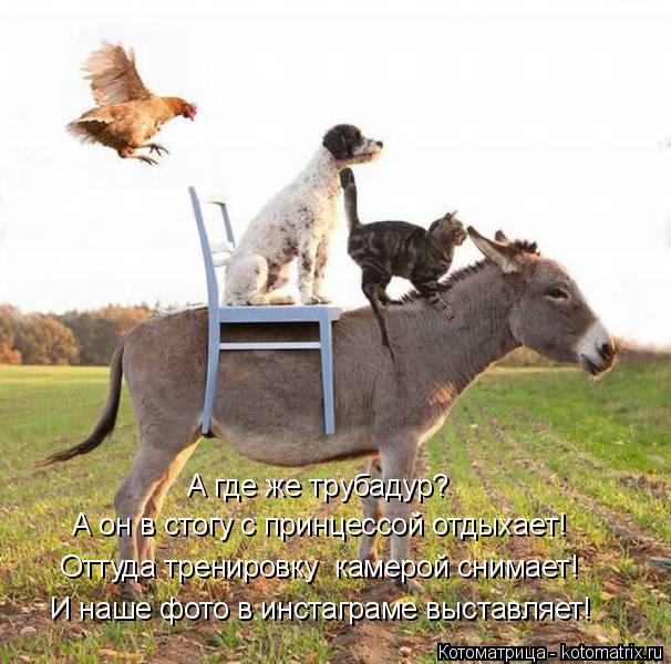 Котоматрица: А где же трубадур? А он в стогу с принцессой отдыхает! Оттуда тренировку  камерой снимает! И наше фото в инстаграме выставляет!