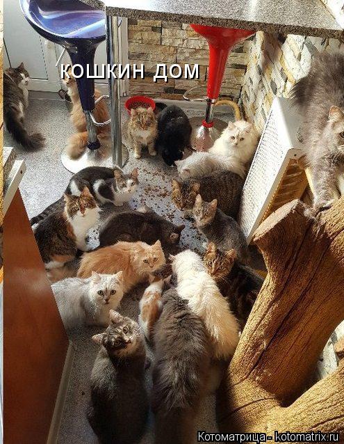 Котоматрица: кошкин дом