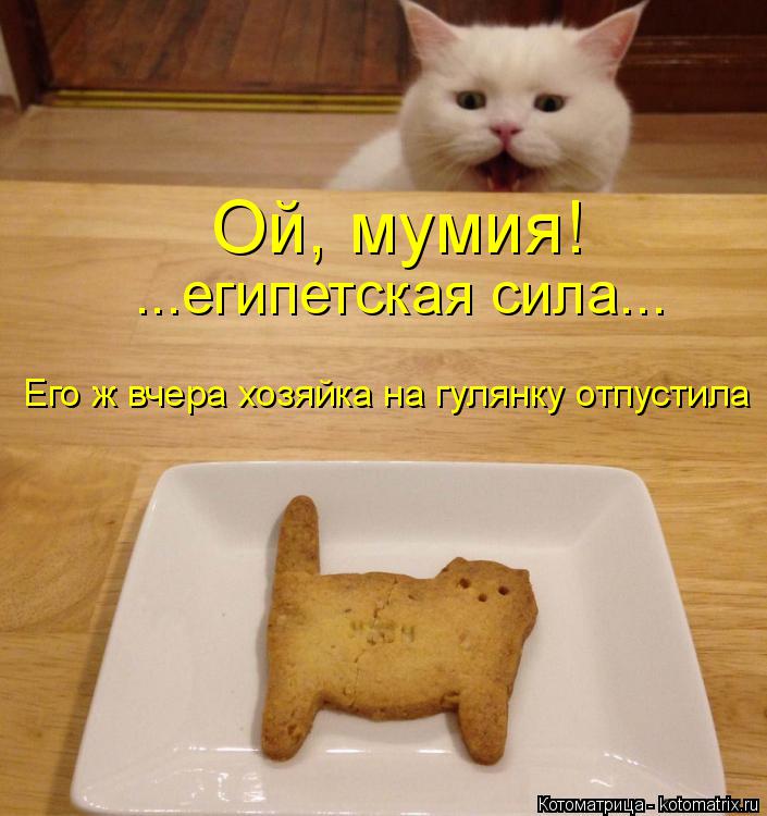 Котоматрица: Ой, мумия! ...египетская сила... Его ж вчера хозяйка на гулянку отпустила