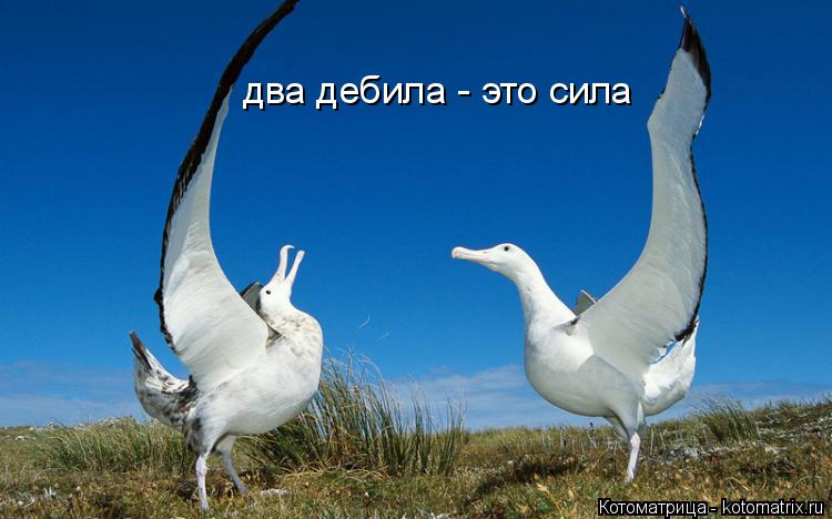 Котоматрица: два дебила - это сила