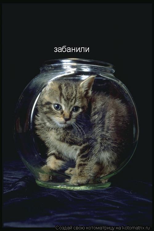 Котоматрица: забанили