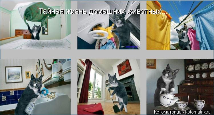 Котоматрица: Тайная жизнь домашних животных...