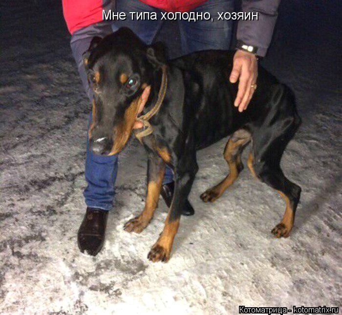 Котоматрица: Мне типа холодно, хозяин