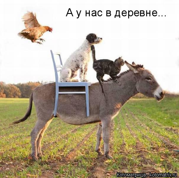 Котоматрица: А у нас в деревне...