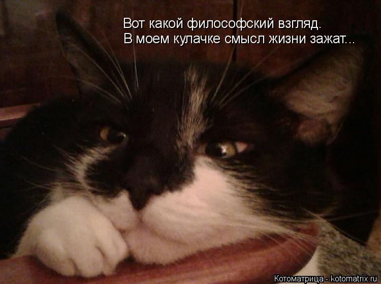Котоматрица: Вот какой философский взгляд.  В моем кулачке смысл жизни зажат...