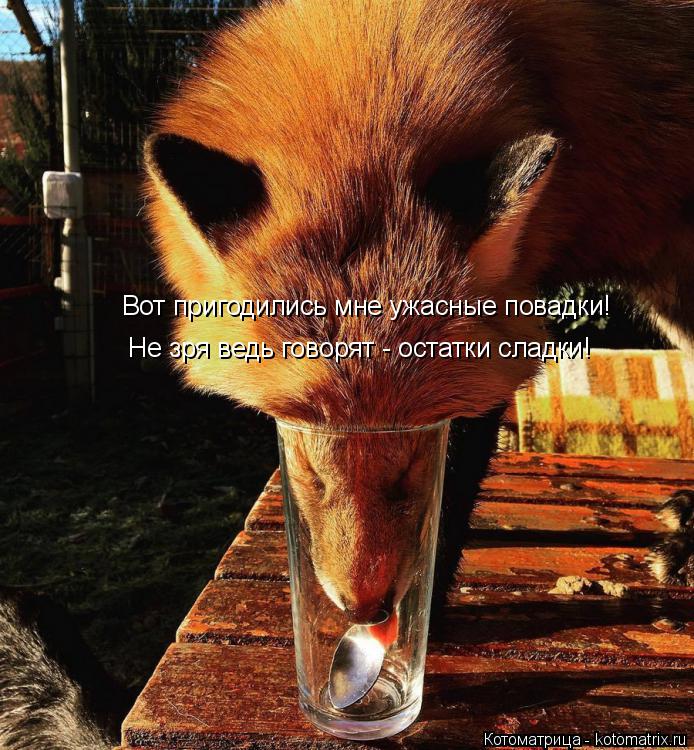Котоматрица: Вот пригодились мне ужасные повадки! Не зря ведь говорят - остатки сладки!