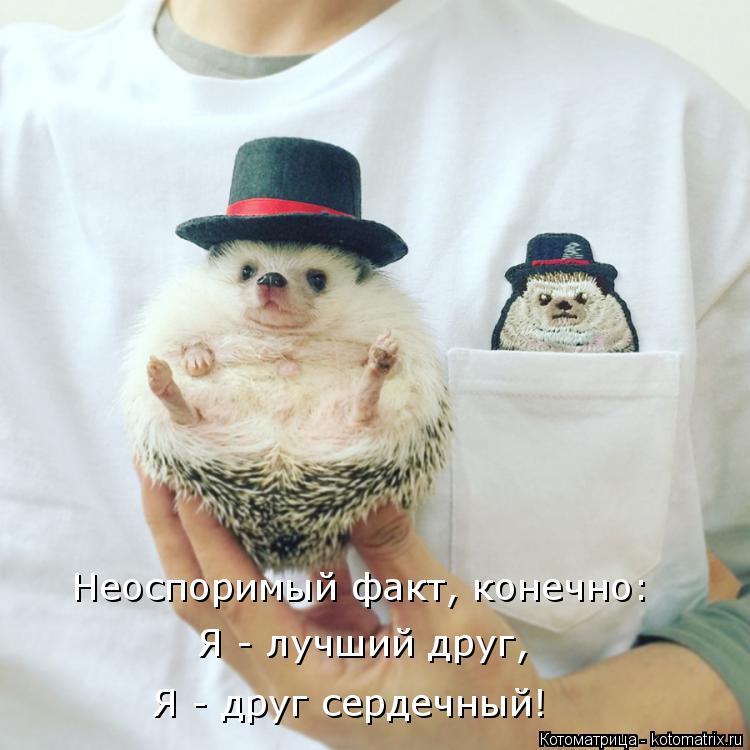 Котоматрица: Неоспоримый факт, конечно: Я - лучший друг, Я - друг сердечный!
