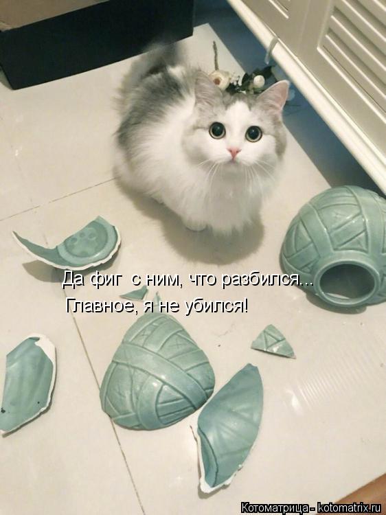 Котоматрица: Да фиг  с ним, что разбился... Главное, я не убился!