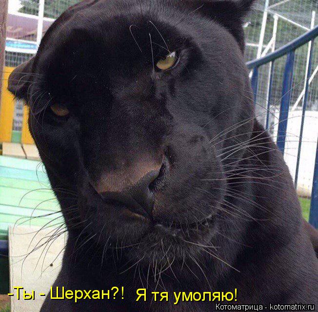 Котоматрица: -Ты - Шерхан?! Я тя умоляю!