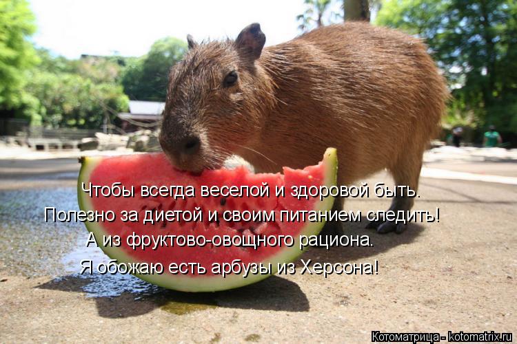 Котоматрица: Чтобы всегда веселой и здоровой быть. Полезно за диетой и своим питанием следить! А из фруктово-овощного рациона. Я обожаю есть арбузы из Хе