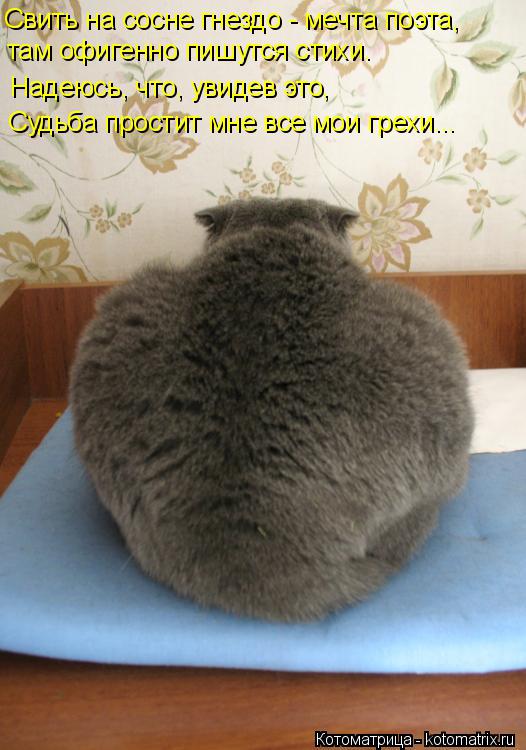 Котоматрица: Свить на сосне гнездо - мечта поэта,  там офигенно пишутся стихи. Надеюсь, что, увидев это,  Судьба простит мне все мои грехи...