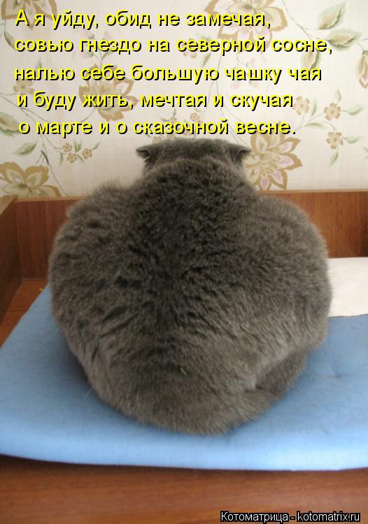 Котоматрица: А я уйду, обид не замечая,  совью гнездо на северной сосне,  налью себе большую чашку чая  и буду жить, мечтая и скучая  о марте и о сказочной ве