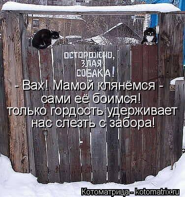- Вах! Мамой клянёмся - сами её боимся! только гордость удерживает нас слезть с забора!... Котоматрица: - Вах! Мамой клянёмся - сами её боимся! только гордость удерживает нас слезть с забора!