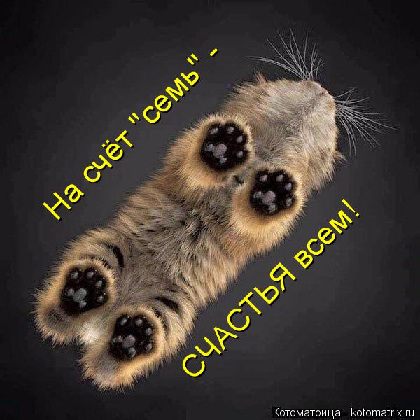Котоматрица: На счёт "семь" - СЧАСТЬЯ всем!