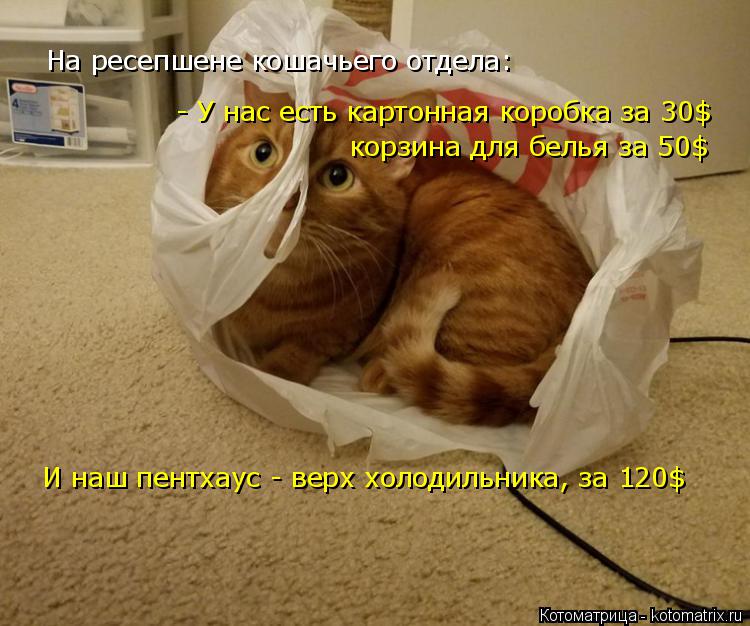 Котоматрица: На ресепшене кошачьего отдела: - У нас есть картонная коробка за 30$ корзина для белья за 50$ И наш пентхаус - верх холодильника, за 120$