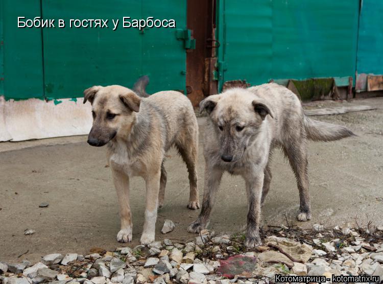 Котоматрица: Бобик в гостях у Барбоса