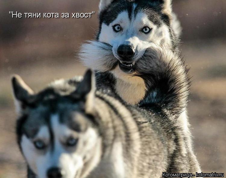 Котоматрица: "Не тяни кота за хвост"