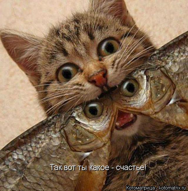 Котоматрица: Так вот ты какое - счастье!