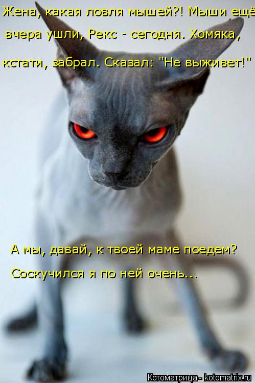 Котоматрица: Жена, какая ловля мышей?! Мыши ещё кстати, забрал. Сказал: "Не выживет!" вчера ушли, Рекс - сегодня. Хомяка, А мы, давай, к твоей маме поедем? Соск