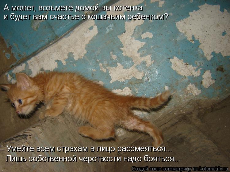 А может, возьмете домой вы котенка и будет вам счастье с кошачьим ребенком? Умейте всем страхам в ли... Котоматрица: А может, возьмете домой вы котенка и будет вам счастье с кошачьим ребенком? Умейте всем страхам в лицо рассмеяться... Лишь собственной черст