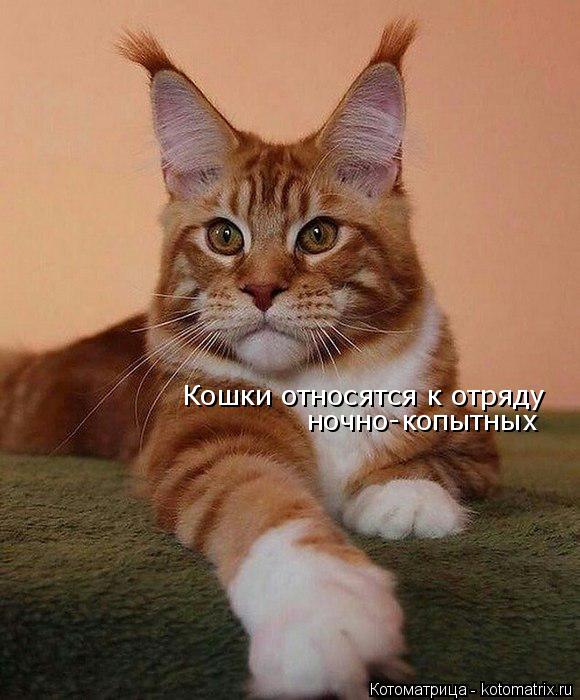 Котоматрица: Кошки относятся к отряду  ночно-копытных