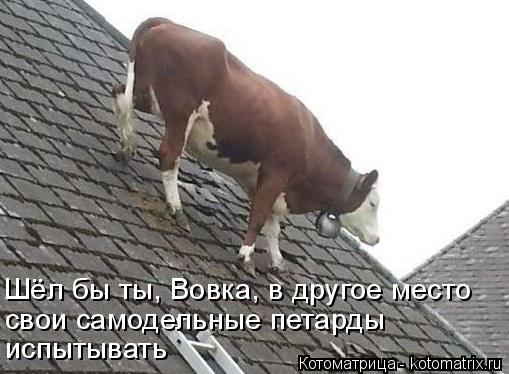 Шёл бы ты, Вовка, в другое место свои самодельные петарды испытывать... Котоматрица: Шёл бы ты, Вовка, в другое место свои самодельные петарды испытывать