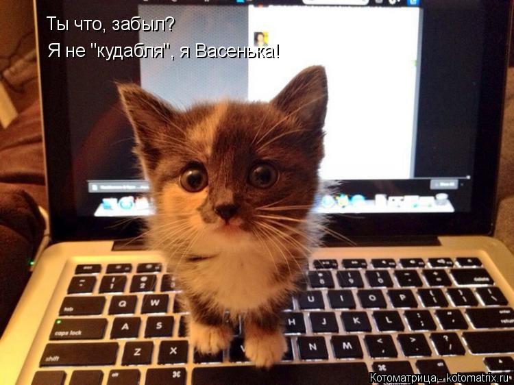 Котоматрица: Ты что, забыл? Я не "кудабля", я Васенька!