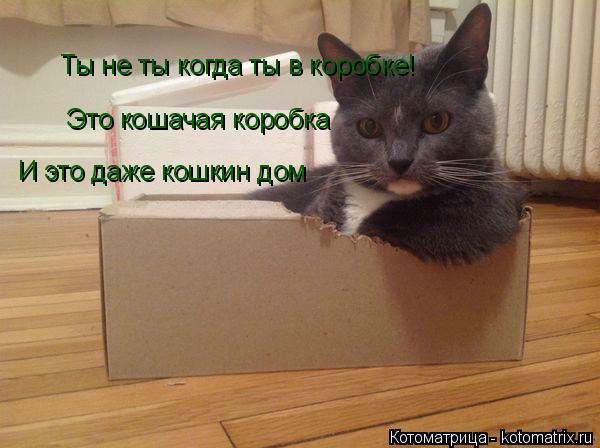 Котоматрица: Ты не ты когда ты в коробке! Это кошачая коробка И это даже кошкин дом