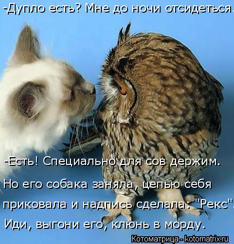 Котоматрица: Но его собака заняла, цепью себя приковала и надпись сделала: "Рекс". Иди, выгони его, клюнь в морду. -Дупло есть? Мне до ночи отсидеться... -Есть
