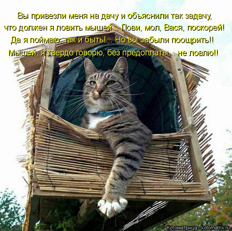 Котоматрица: Вы привезли меня на дачу и объяснили так задачу, что должен я ловить мышей... Лови, мол, Вася, поскорей! Да я поймаю, так и быть!... Но вы забыли п