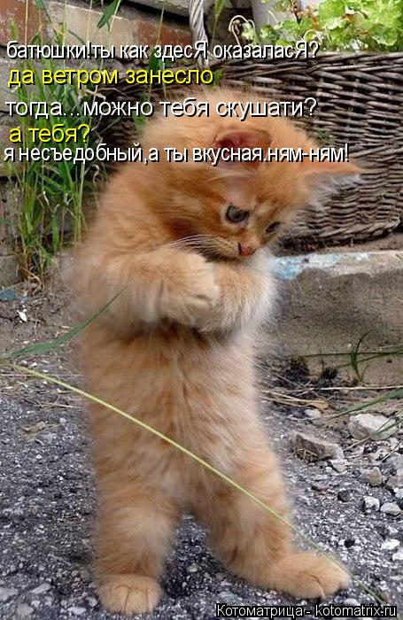 Котоматрица: батюшки!ты как здесЯ оказаласЯ? да ветром занесло тогда...можно тебя скушати? а тебя? я несъедобный,а ты вкусная.ням-ням!