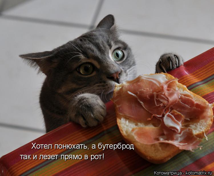 Котоматрица: Хотел понюхать, а бутерброд  так и лезет прямо в рот!