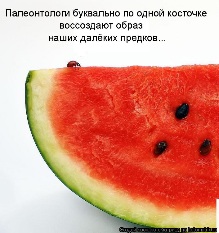 Котоматрица: Палеонтологи буквально по одной косточке воссоздают образ  наших далёких предков...