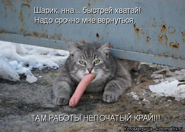 Котоматрица: Шарик, нна... быстрей хватай! Надо срочно мне вернуться,  ТАМ РАБОТЫ НЕПОЧАТЫЙ КРАЙ!!!