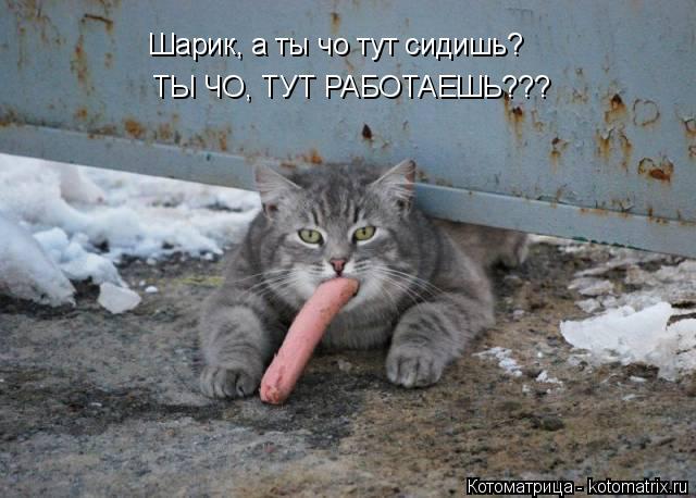Котоматрица: Шарик, а ты чо тут сидишь? ТЫ ЧО, ТУТ РАБОТАЕШЬ???