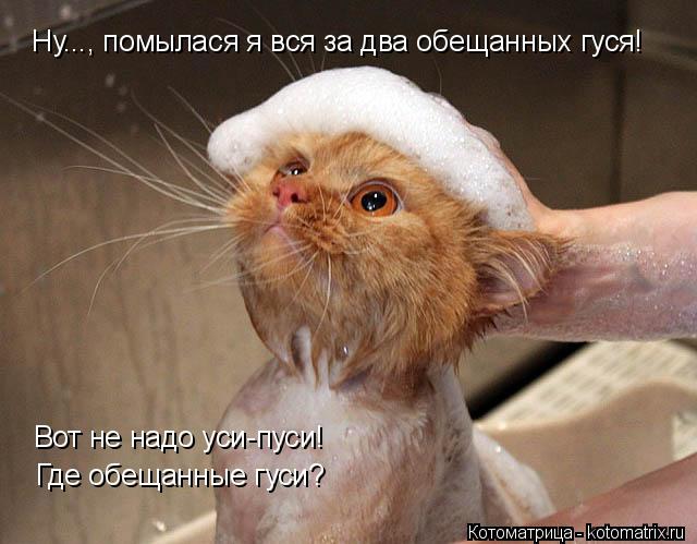 Котоматрица: Ну..., помылася я вся за два обещанных гуся! Вот не надо уси-пуси! Где обещанные гуси?