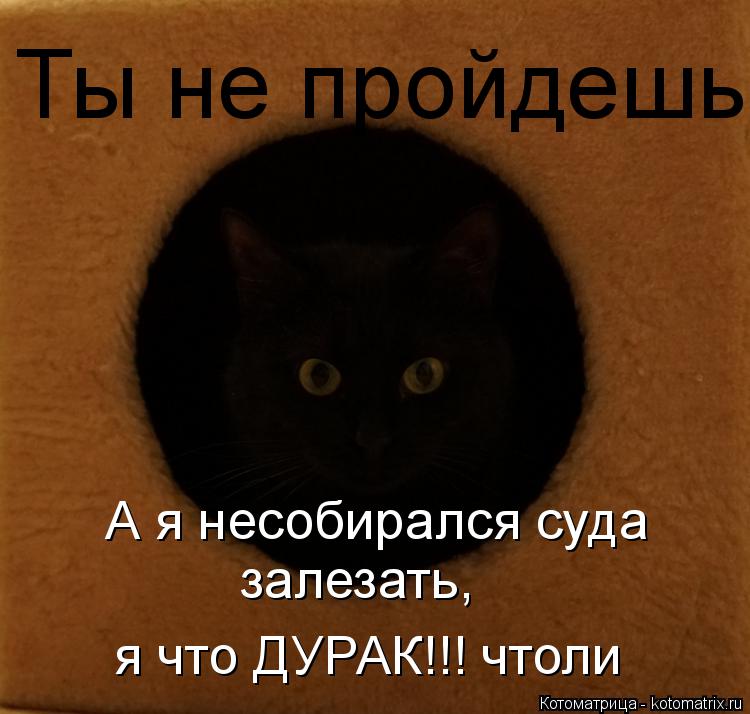 Котоматрица: Ты не пройдешь А я несобирался суда  залезать, я что ДУРАК!!! чтоли