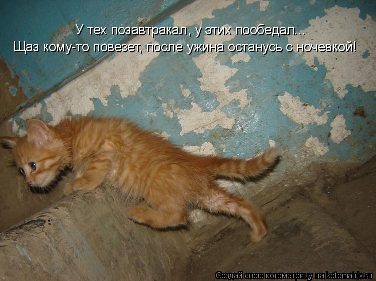 У тех позавтракал, у этих пообедал... Щаз кому-то повезет, после ужина останусь с ночевкой!... Котоматрица: У тех позавтракал, у этих пообедал... Щаз кому-то повезет, после ужина останусь с ночевкой!