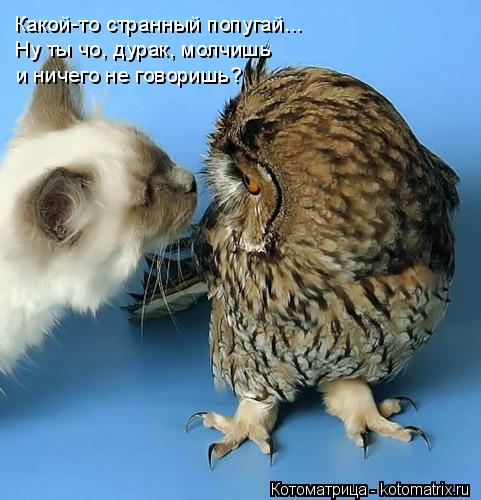 Котоматрица: Какой-то странный попугай... Ну ты чо, дурак, молчишь  и ничего не говоришь?