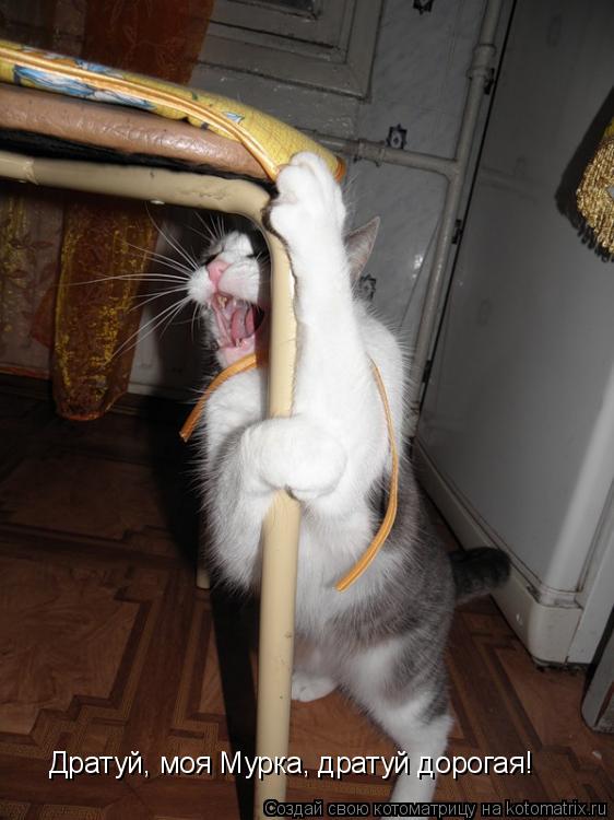 Котоматрица: Дратуй, моя Мурка, дратуй дорогая!