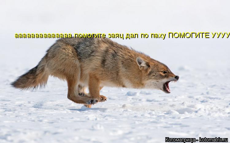Котоматрица: аааааааааааааа помогите заяц дал по паху ПОМОГИТЕ УУУУУУУУУУ!!!!!!!