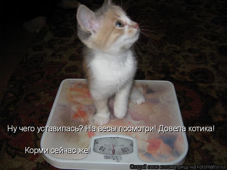 Котоматрица: Ну чего уставилась? На весы посмотри! Довела котика!  Корми сейчас же!