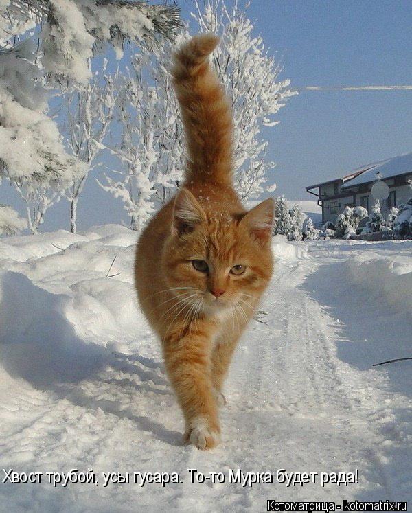 Котоматрица: Хвост трубой, усы гусара. То-то Мурка будет рада!